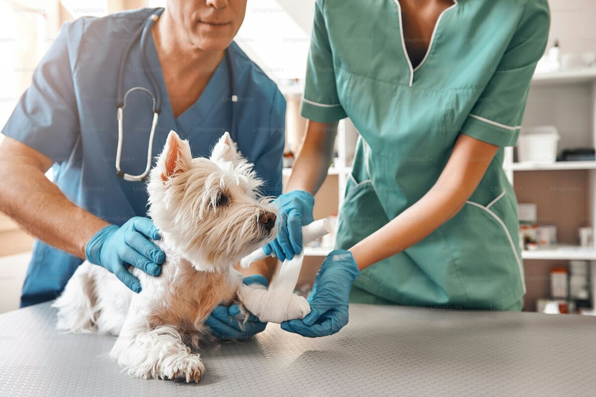 Veterinarian examining a calm dog on the exam table